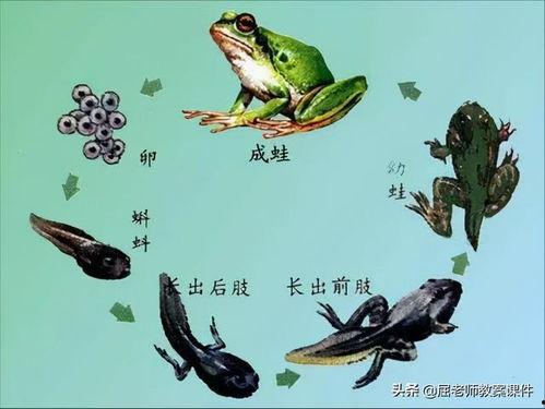 蝌蚪网 在线视频,探索科技前沿的视觉盛宴